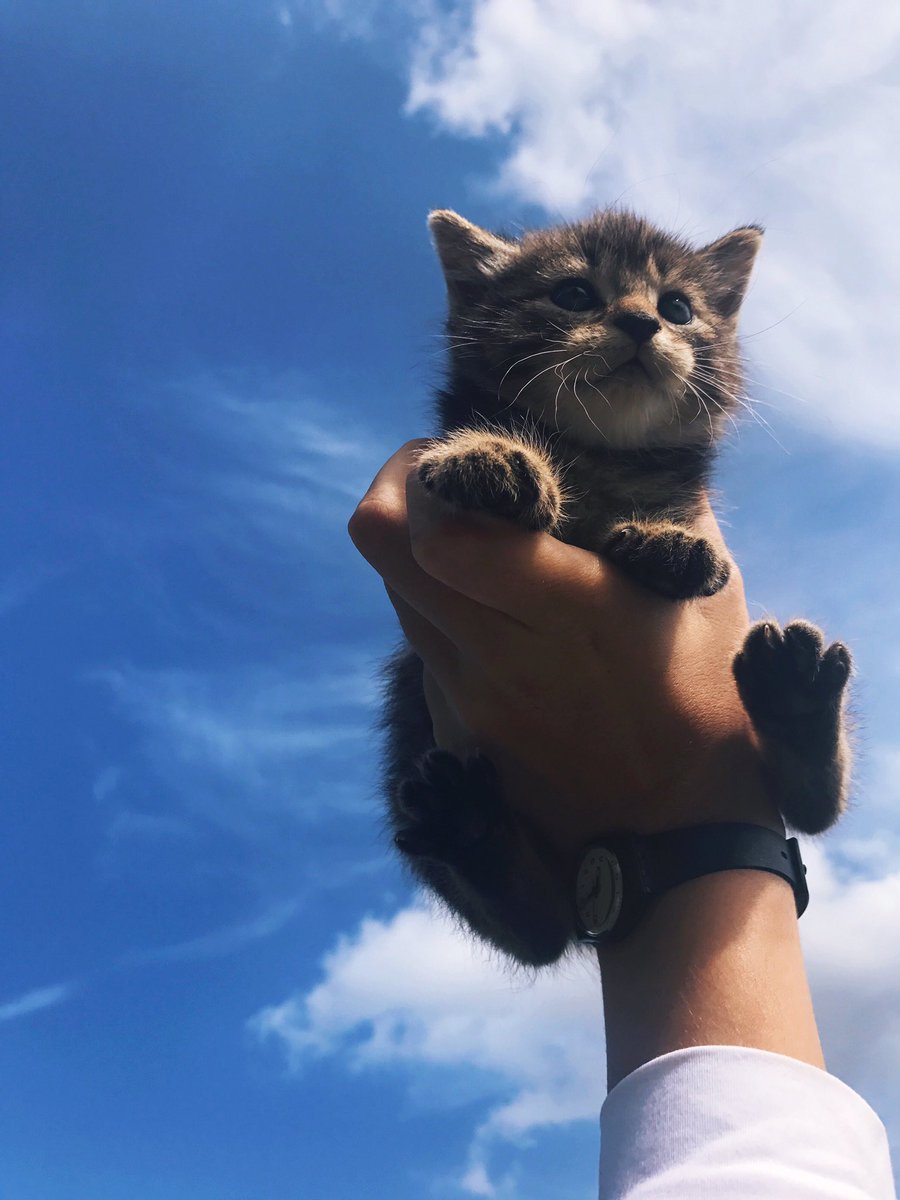 okayeq's tweet image. the barn kittens have finally started to venture out from their hiding spots and they ! are ! so ! cute !