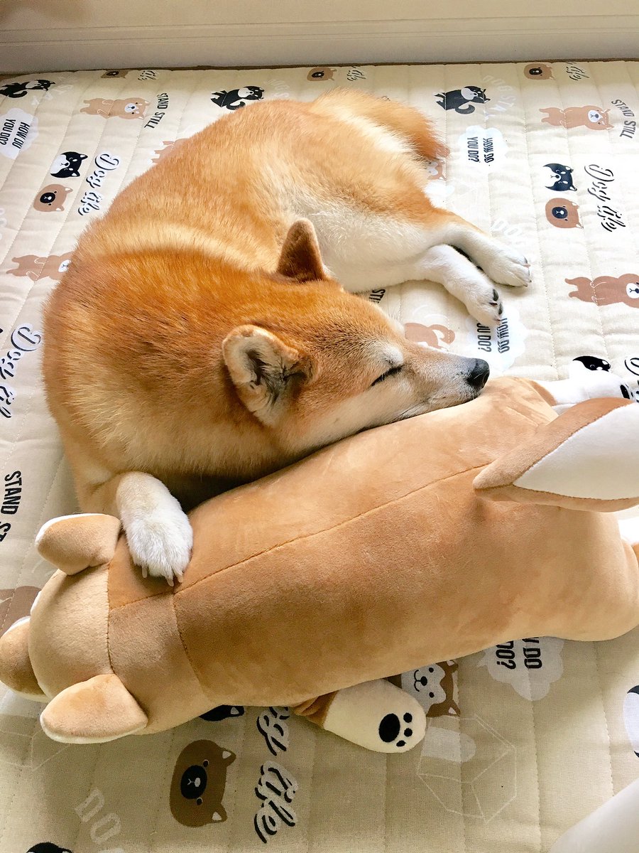 shomaruoneone's tweet photo. 雨やまないなぁ…あ散歩行けてないよ〜静かにまってるワン💤 https://t.co/J6KkJbRoli