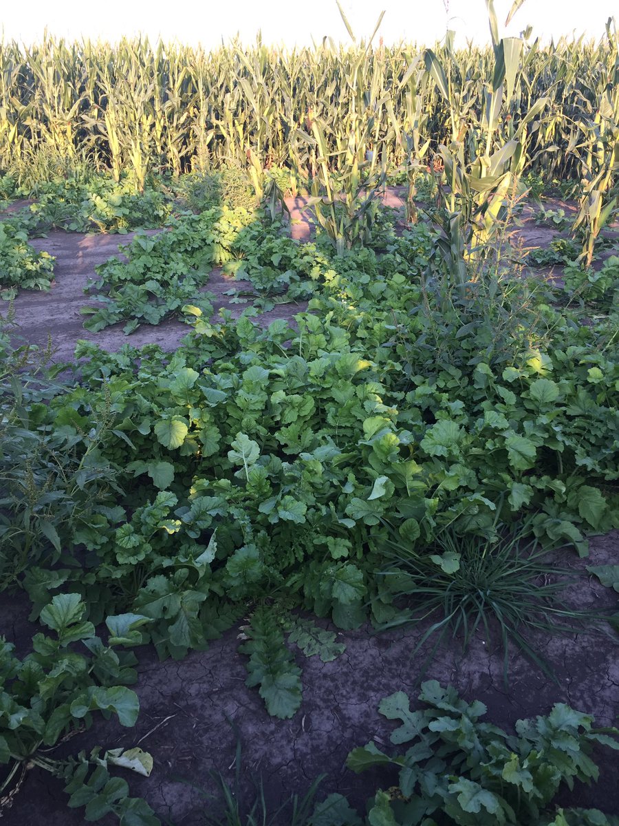 Can't grow corn in this wet hole, might as well grow some radishes #covercrop17