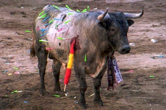 Ecogranjero's tweet photo. No es arte ni cultura
Es tortura

Basta de maltratar de este modo a un animal ! https://t.co/tKdrCdv8y5