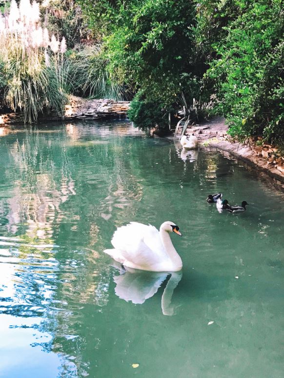 HotelBelAir's tweet photo. Chloe having a swim with her duckling friends! #regram from @pilotmadeleine #DCmoments https://t.co/YJFFoyeeve