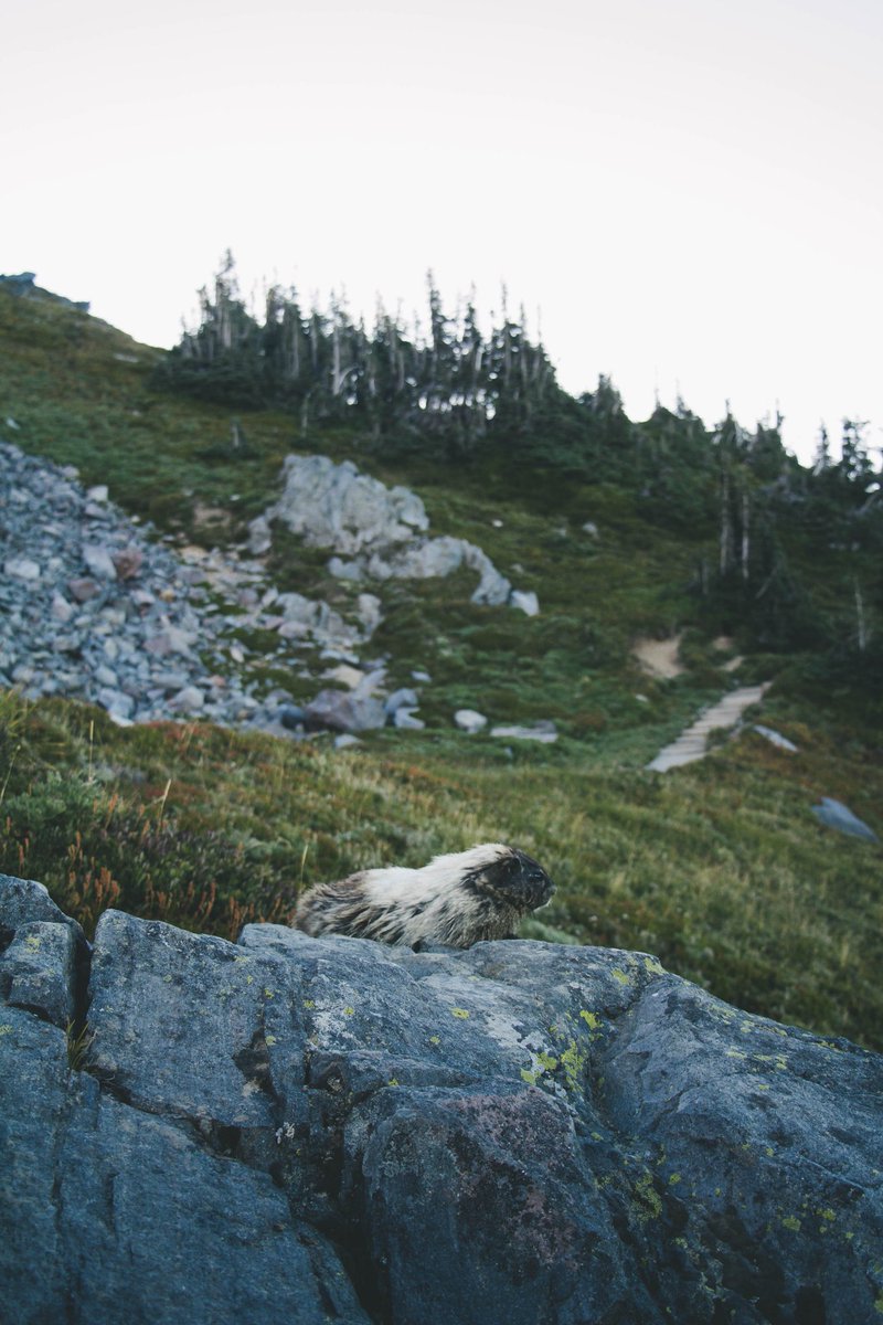 SpencerKK_'s tweet photo. Alpen-pals https://t.co/uX1VP0NvwF