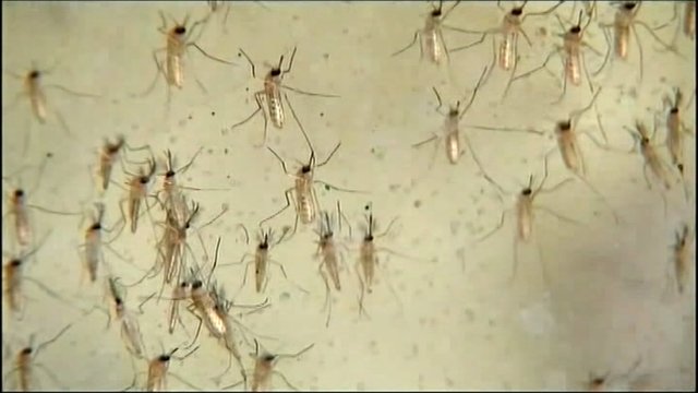 #HOUSTONSTRONG Mosquito populations likely to spike in wake of Harvey, expert says dlvr.it/PkDVDy