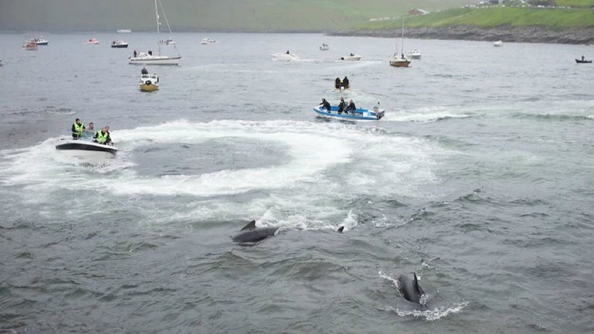 Quad_Finn's tweet photo. In this photo taken by @SeaShepherd Faroese Police officers can be seen actively engaged in herding Pilot Whales for the Grind slaughter. https://t.co/hk1lWuVI47