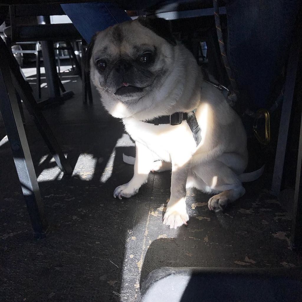 buddhathepug_'s tweet photo. #yappyhour 🍻 https://t.co/gWyvw61oiC https://t.co/2IgbYhMmGO
