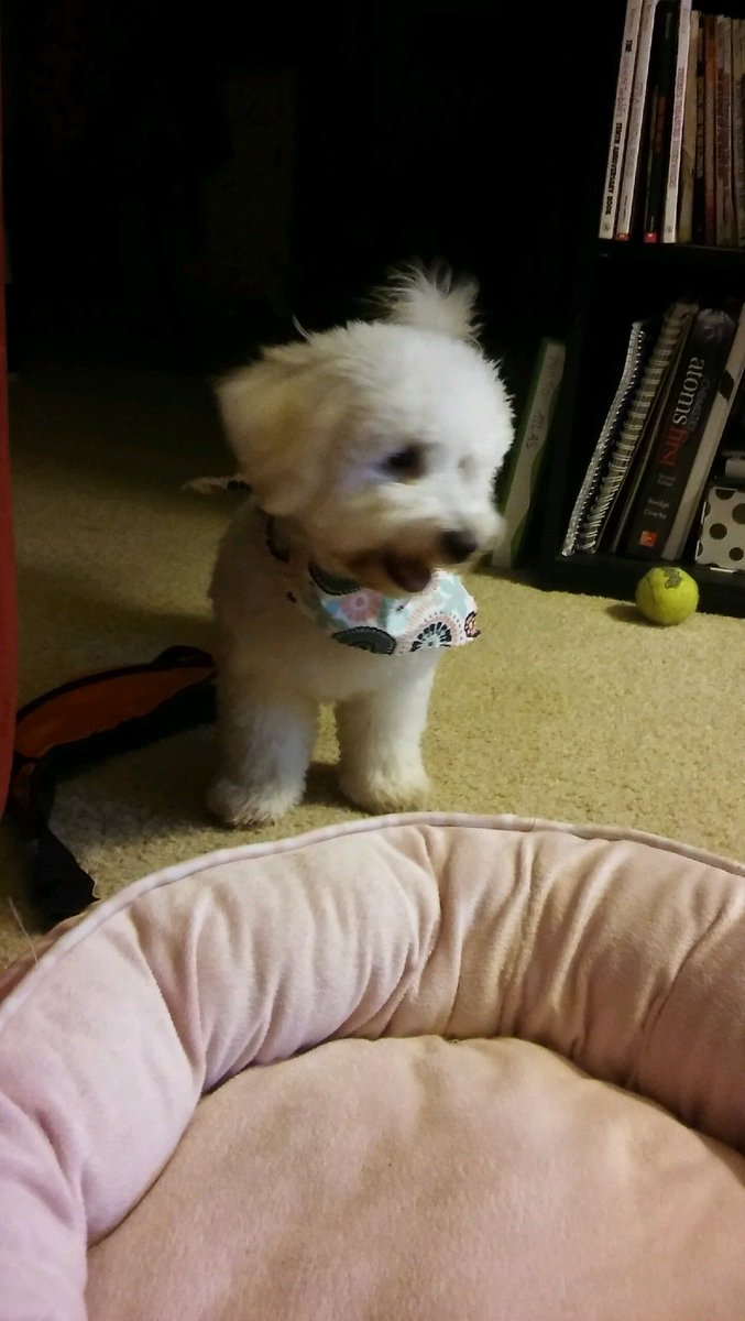 Morgo_96's tweet photo. Cleo got her first hair cut today. @dog_rates https://t.co/omXzYVJJFL