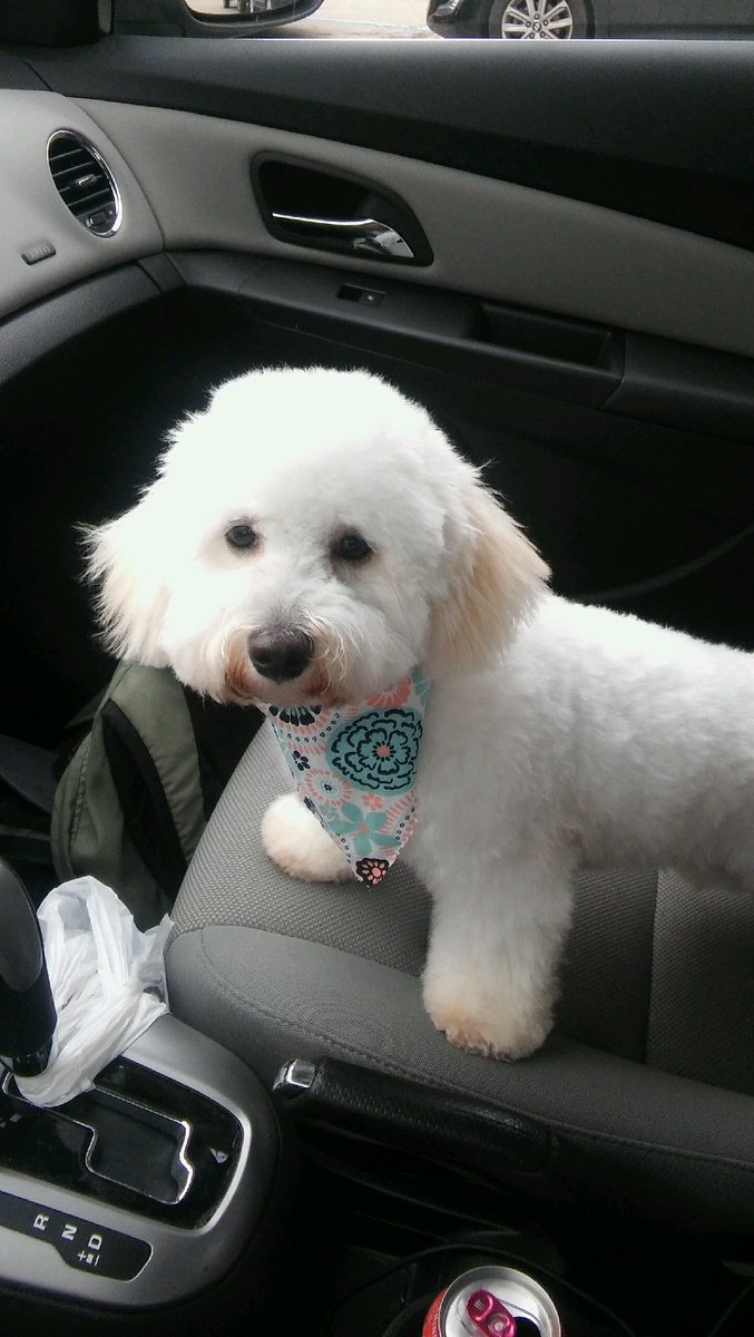 Morgo_96's tweet photo. Cleo got her first hair cut today. @dog_rates https://t.co/omXzYVJJFL