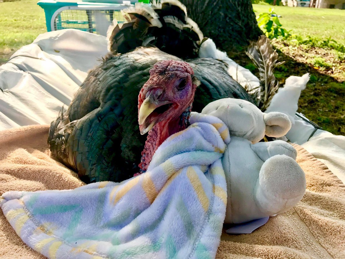 Toby wants to know if you can help get us to 5,000 Facebook likes! All you have to do is "like" Ziggy's Refuge Farm Sanctuary ❤️