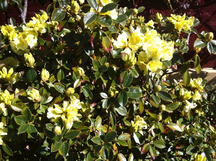 TassieStore's tweet photo. Yellow rhododendron # Hobart #Tasmania #Australoa https://t.co/kGIFxLm0A5