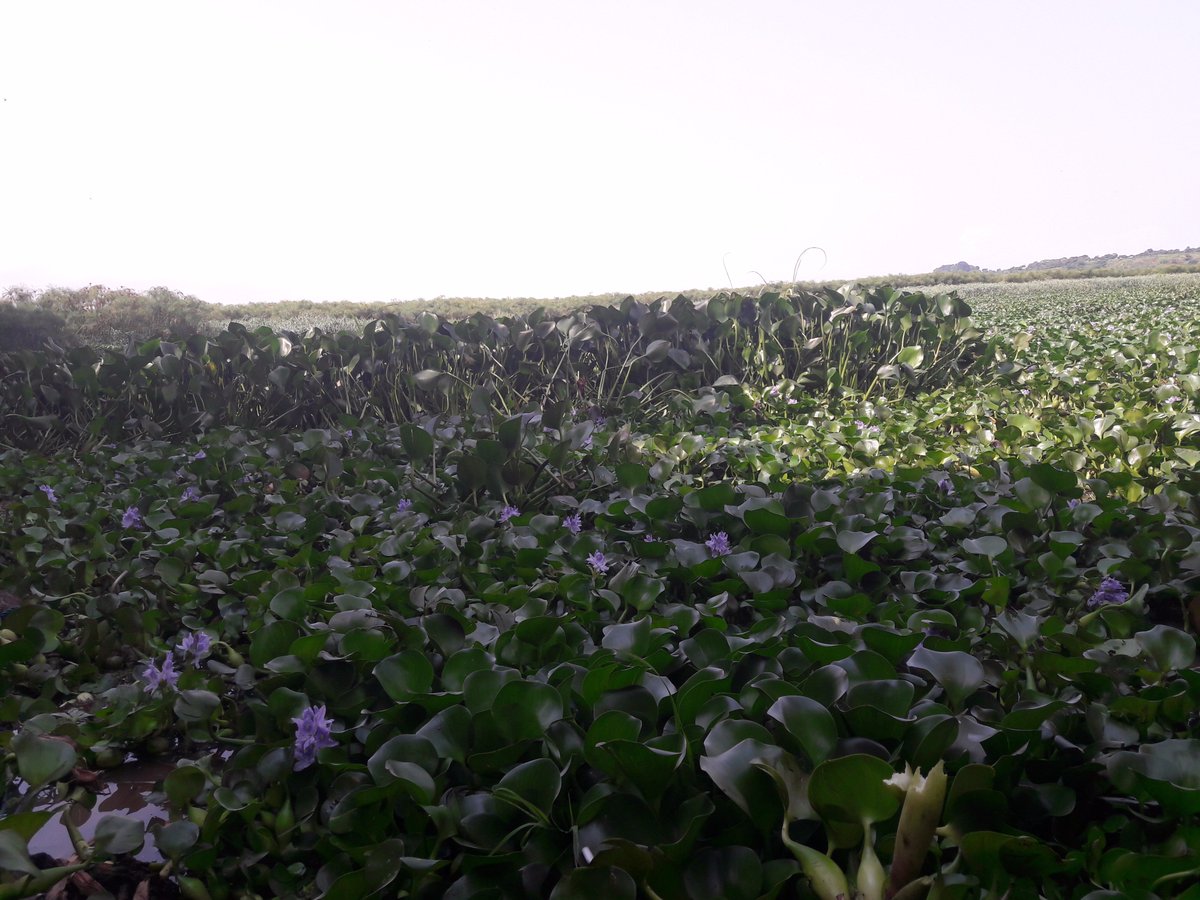 SAVETANA2017's tweet photo. #SAVE_TANA, #SAVE_BLUE_NILE, #SAVE_NILE https://t.co/QMVMMsBMfx