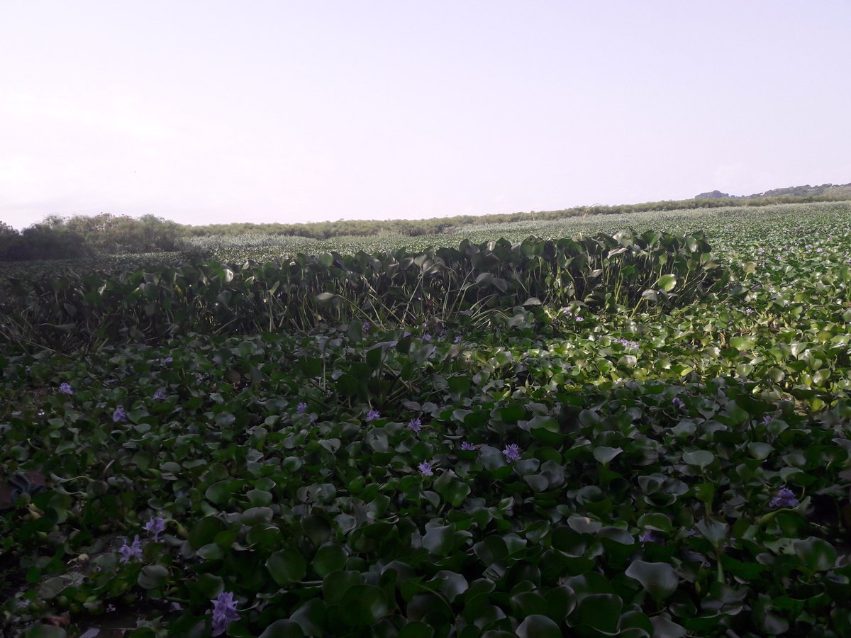 SAVETANA2017's tweet photo. #SAVE_TANA, #SAVE_BLUE_NILE, #SAVE_NILE https://t.co/QMVMMsBMfx