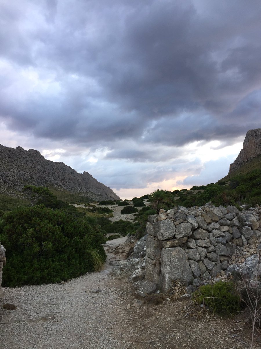 daveliverbirder's tweet photo. Blk Vulture, Bal & Sard Warb, 4 Wryneck, Redstart, 3 Pied Fly, Hoopoe, BRT, Woodchat, Cirl, Wheatear, Chiffs etc #mallorcabirding #boquer https://t.co/e6Ehz4Jb5R