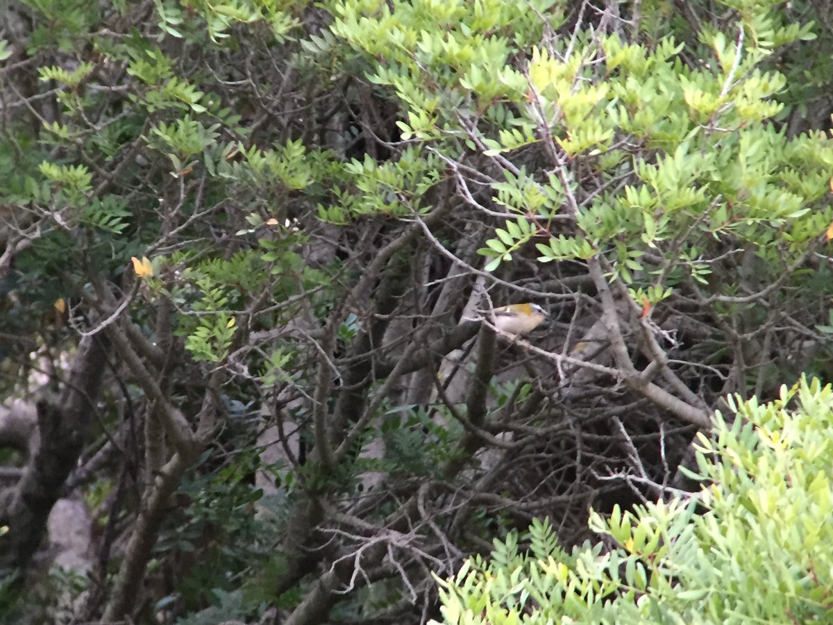 daveliverbirder's tweet photo. Blk Vulture, Bal & Sard Warb, 4 Wryneck, Redstart, 3 Pied Fly, Hoopoe, BRT, Woodchat, Cirl, Wheatear, Chiffs etc #mallorcabirding #boquer https://t.co/e6Ehz4Jb5R