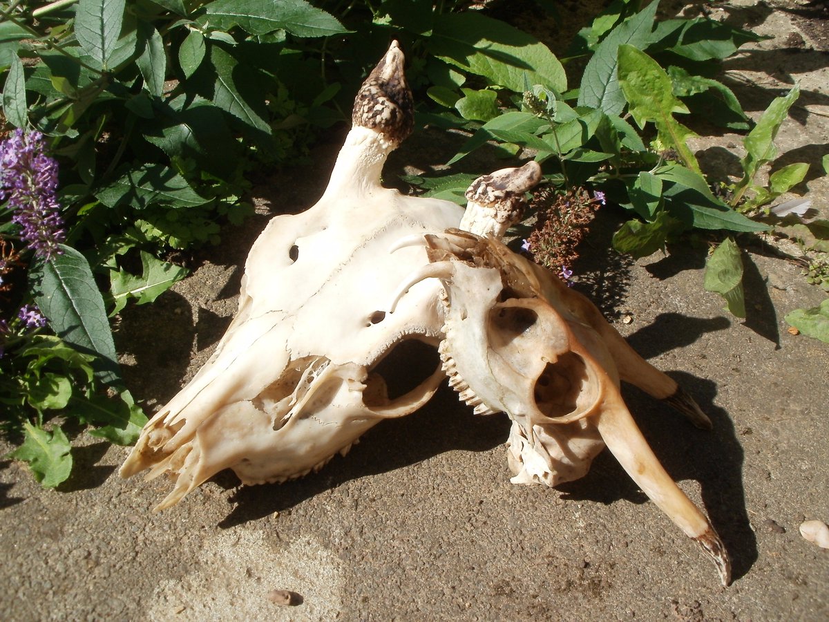 Emma Howitt Illus. tweet media