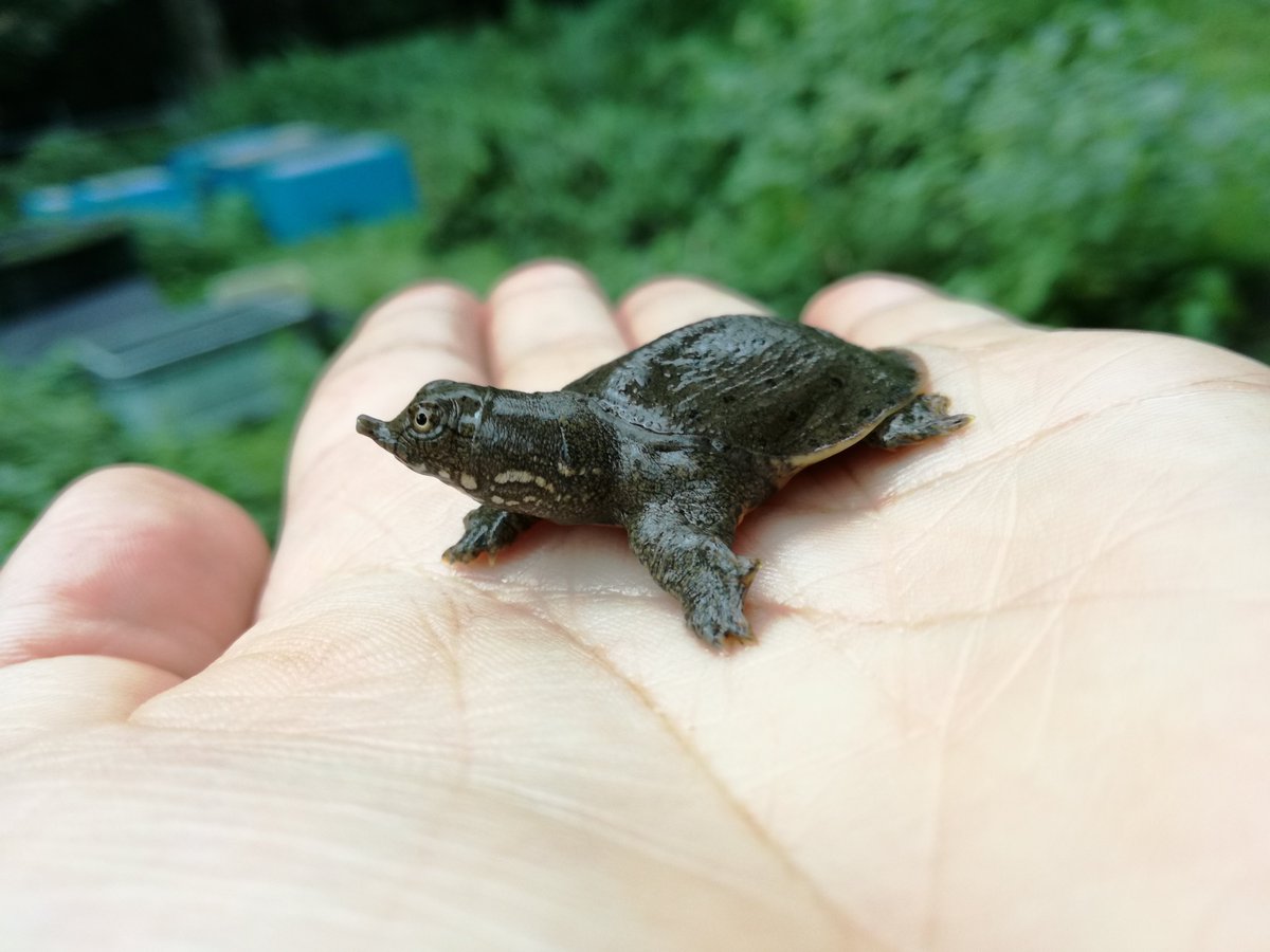 井の頭自然文化園 公式 今年産まれたばかりのニホンスッポン の子どもが水生物園 分園 の敷地内で見つかりました 井の頭池にはニホンスッポンが暮らしており よく園内に産卵に来ます T Co Mpd7mb64pw Twitter