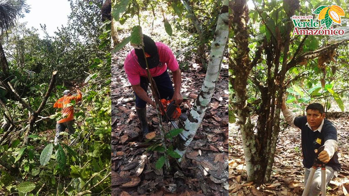 verdeamazonico's tweet photo. Inicio de proceso de rejuvenecimiento productivo de cacao con socios de  #copana #verdeamazonico. https://t.co/mNanJgiTzy