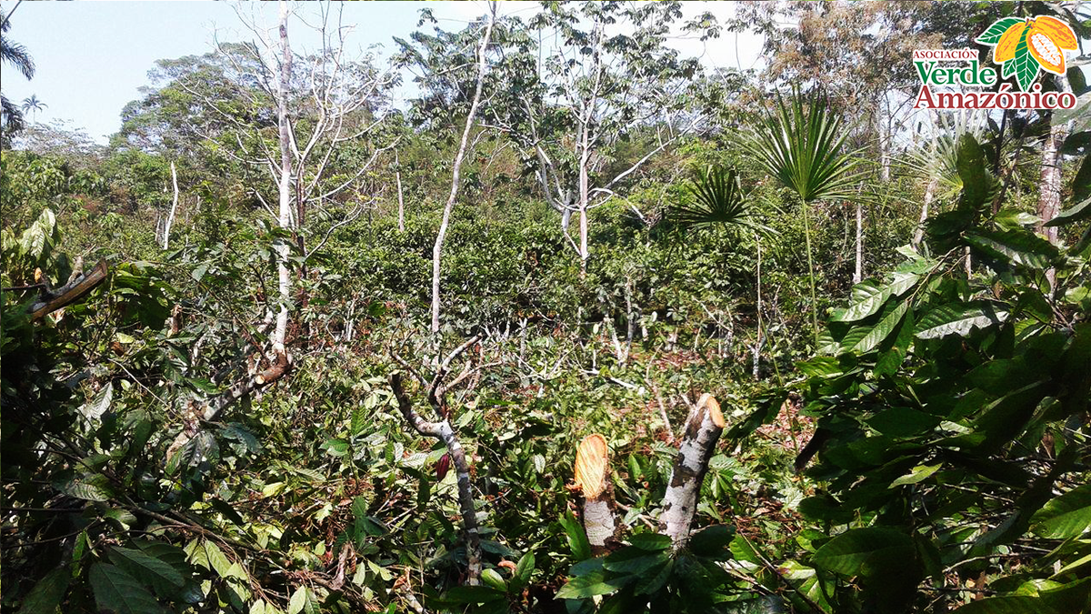 verdeamazonico's tweet photo. Inicio de proceso de rejuvenecimiento productivo de cacao con socios de  #copana #verdeamazonico. https://t.co/mNanJgiTzy