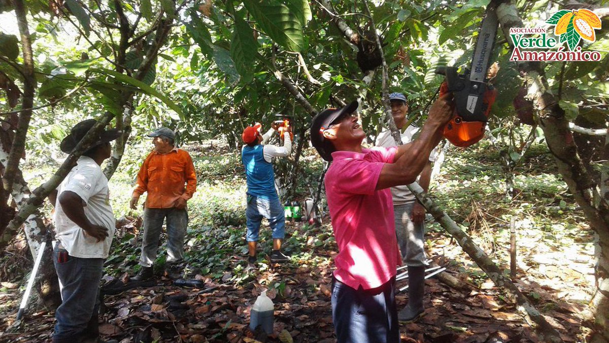 verdeamazonico's tweet photo. Inicio de proceso de rejuvenecimiento productivo de cacao con socios de  #copana #verdeamazonico. https://t.co/mNanJgiTzy