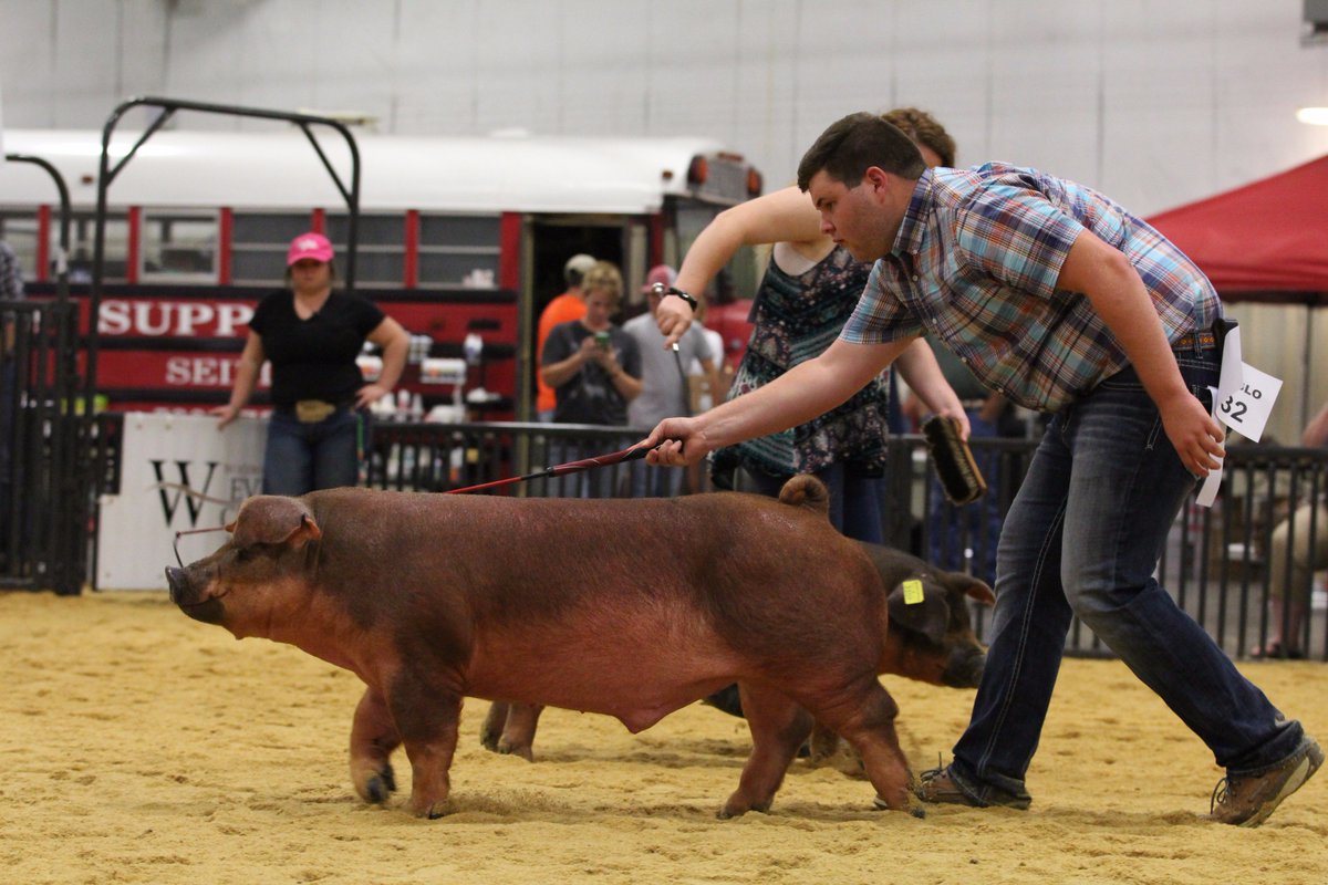 NationalSwine's tweet photo. Matthew Whelan, Okla., & his Copy Cat barrow were named Ch. Duroc Barrow at #SWRegional17. For more Duroc results, https://t.co/1FI7lPrOVN. https://t.co/B6f7loAbJY
