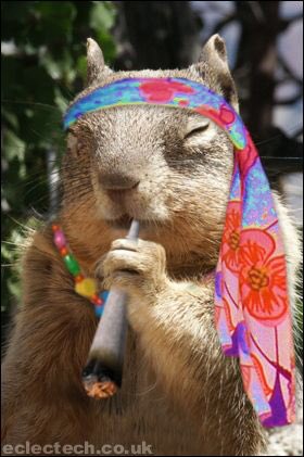 theswaggiestmf's tweet photo. I just want to know why are squirrels so majestic, and why do the they look so much like Uncle Kade? 😂 #UncleKade #Squirrelsaredope #nutz https://t.co/BQx8yAG0bX