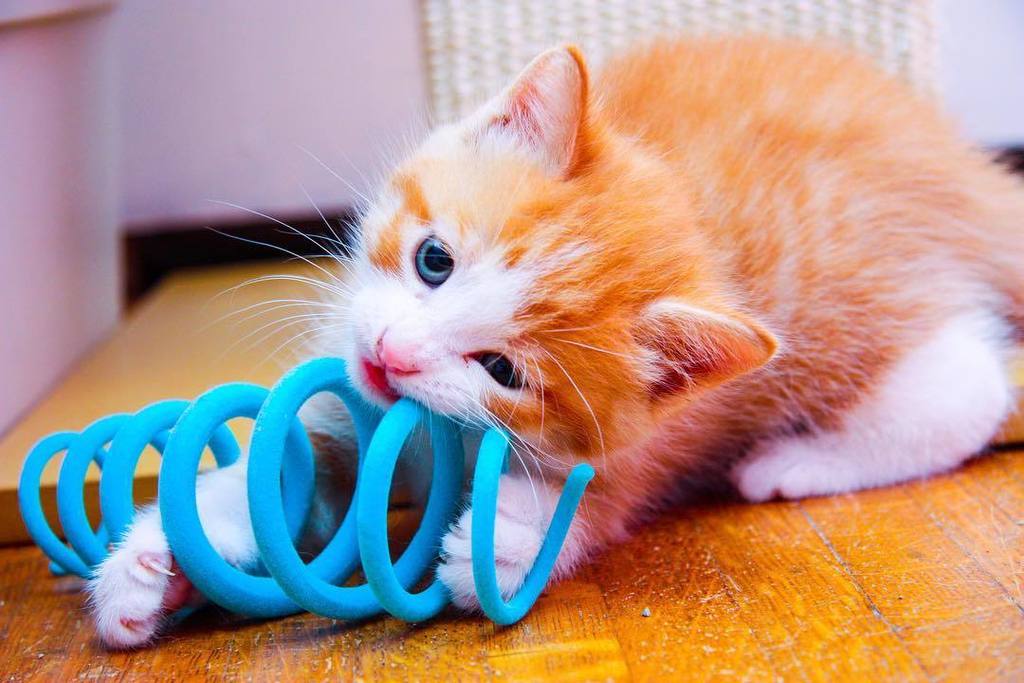 ThisOldCatHouse's tweet photo. It's #gingercatappreciationday. So, Rico, we're here to tell you we appreciate you. #kittenlove #kittensofworld https://t.co/4vTsKykiks https://t.co/fLwVgphSBf