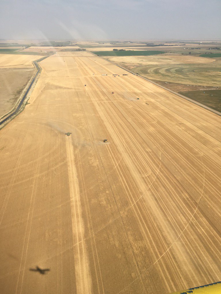 My friends at Tilley teamed up to harvest our incapacitated   friend's crops. Wish I could be down there. Thanks guys