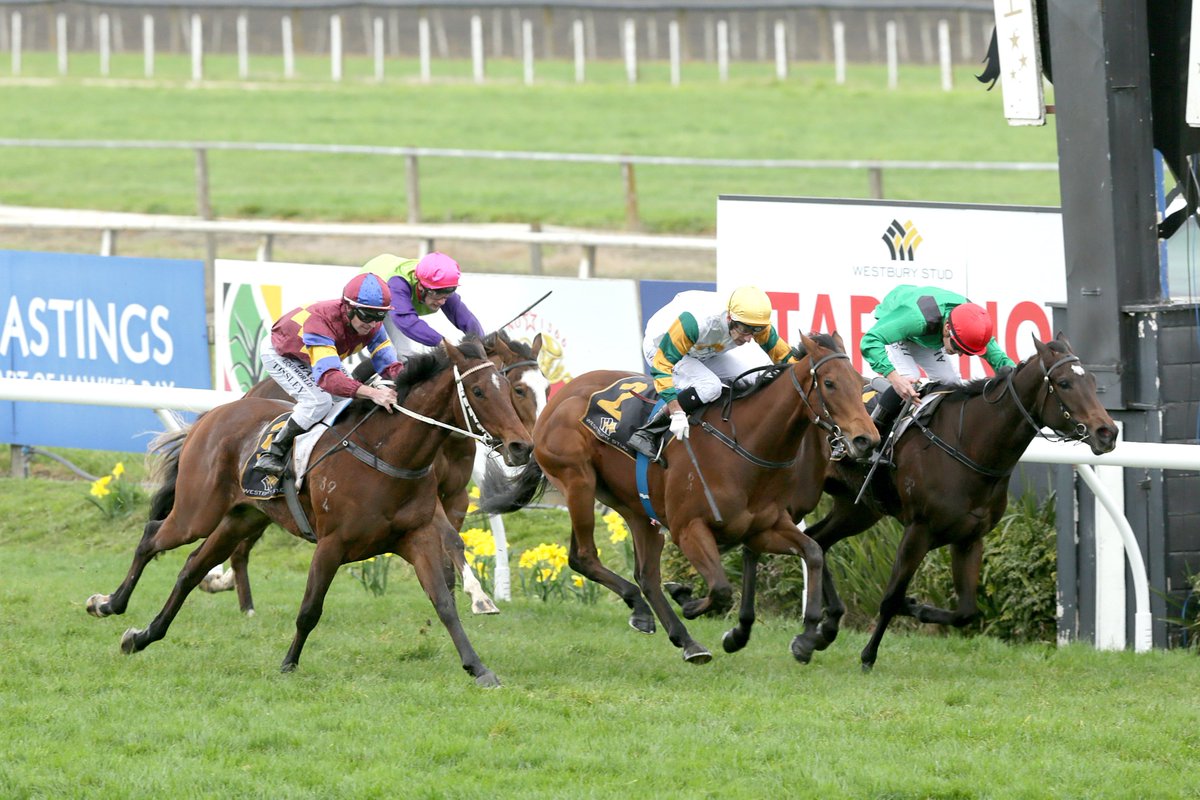 TrelawneyStudNZ's tweet image. Bright future for @PikeRacing unbeaten Lstd El Roca Sir Colin Meads Trophy winner #Bostonian #trelawneygrad trelawneystud.co.nz/News/default.a…