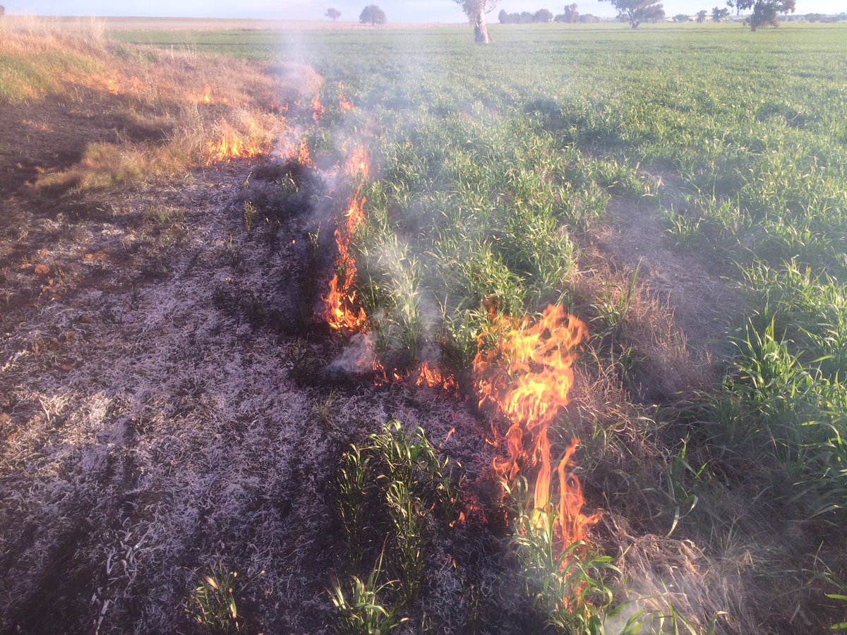 Fox_Farming's tweet image. It turns out full stubble retention paddocks will still burn in September #insurancenightmare #itsalwaysfireseasonwithadiscseeder