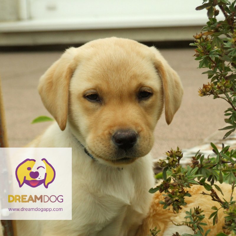 DreamDogApp's tweet photo. Look at me! I am your #DreamDog. #Adoptdontshop me at
https://t.co/wYJO9p76uO #Learn about me in the newbie #knowledgebook https://t.co/O78qrOud13