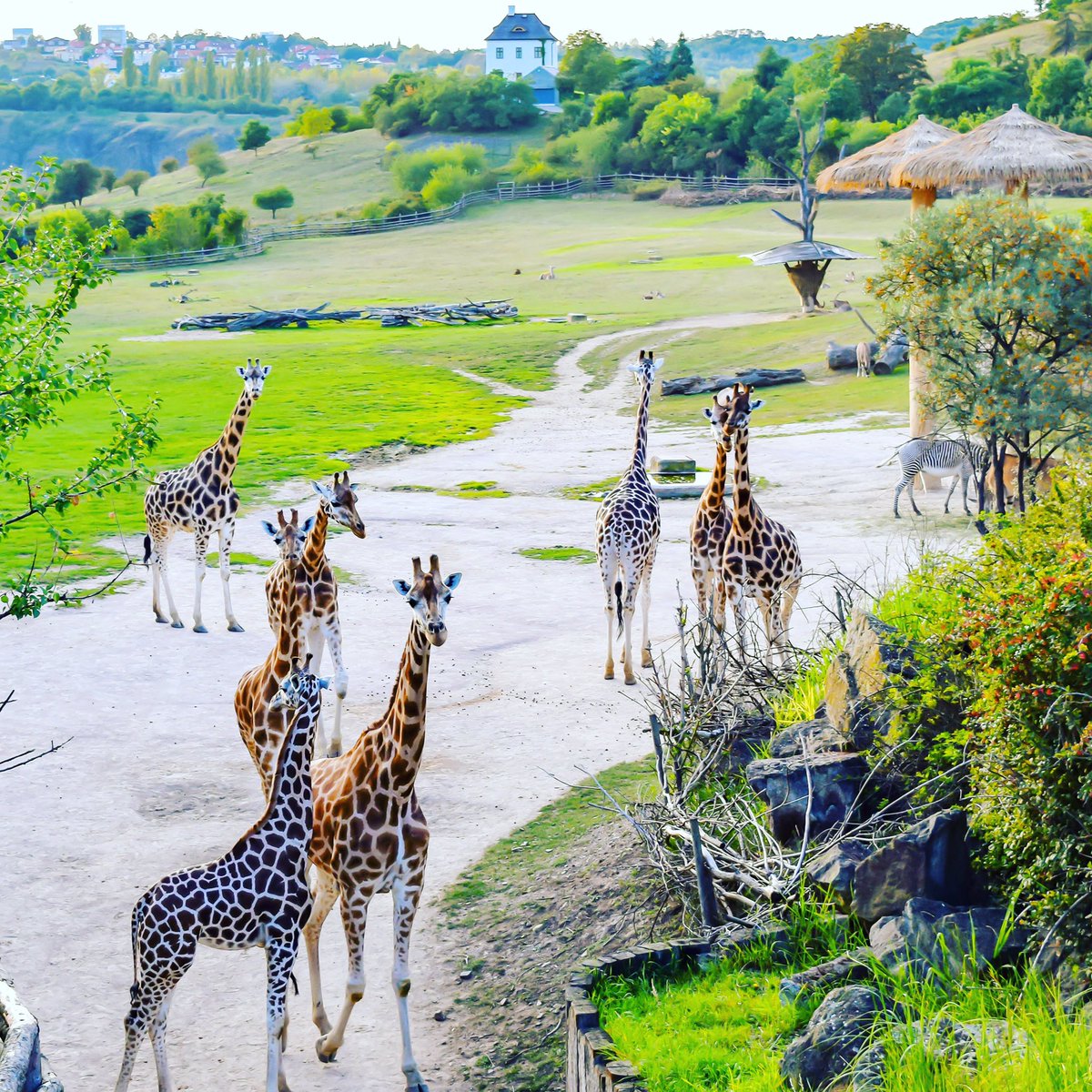 Prague Zoo is ranked 6th best in the world on TripAdvisor. We say it's well worth a look. #travel #prague