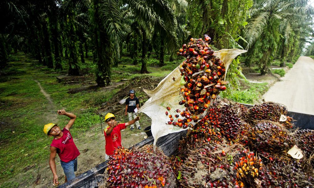 thinkpalmoil tweet picture
