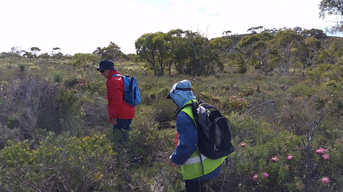 ShenayeHumm's tweet photo. Searching for rare and poorly known plants today with the Jurien Bay Herbarium vollies @WildflowerSocWA @WWF_Australia @WAParksWildlife https://t.co/PvO6Oj7X9q