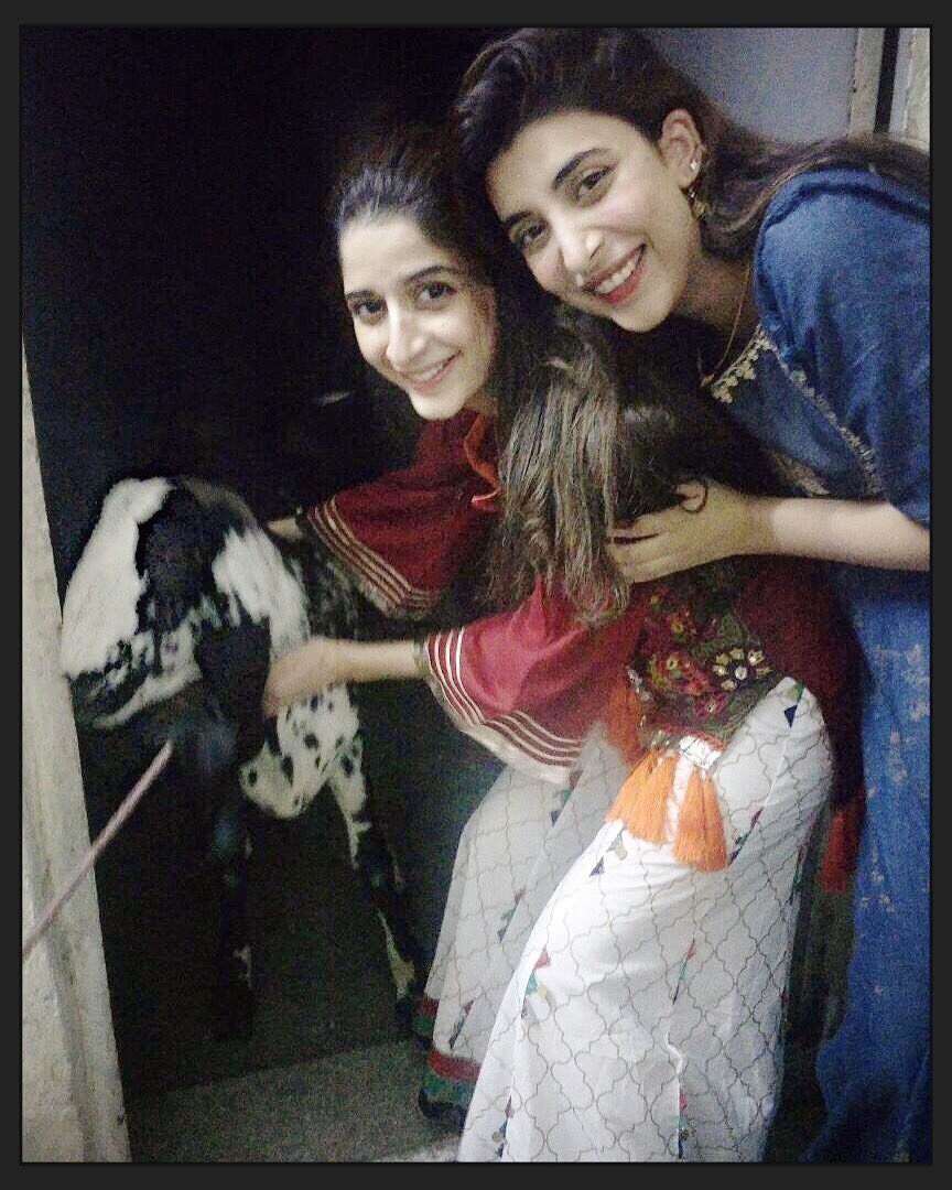 MMFFbuzz's tweet photo. #UrwahHocaine and #MawraHocaine with their #Bakra
#EidAlAdha #EidMubarak #MMFF #MMFFEventsnPR #Lollywood https://t.co/pZmD7wQ9im