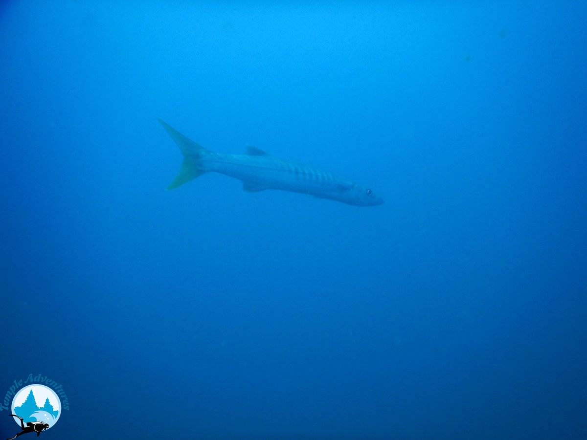 TempleDivers's tweet photo. Lonely Barracuda at Temple Reef. #scuba #diving #Ocean #India #uwphotography #OceanBed #Barracuda #templeadventures #Predator #templeReef https://t.co/cFukz8KCNk