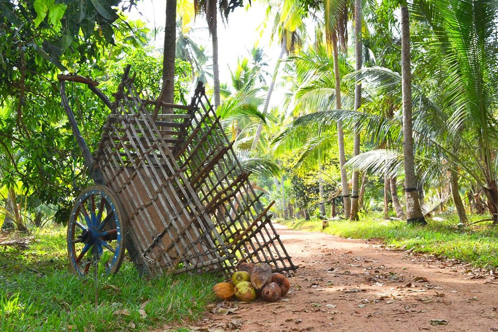 BioEcoActual's tweet photo. Sri Lanka: la isla de los cocos ecológicos https://t.co/3BcgItaxVL vía @BIOECOACTUAL @Qbio_bio #Cocomi https://t.co/fo2pXFqQOf