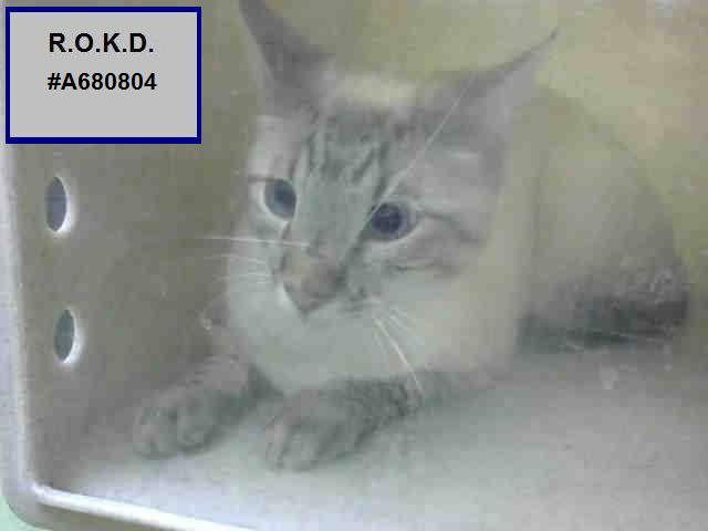 ROKitties's tweet photo. R.O. #A680804 FLETCHER HAD TIL SATURDAY 2 PM P/T TO BE RESCUED. Unk Age &amp; Gender Lynx Point DSH.
https://t.co/KB9AhUJlAr … https://t.co/fUKn6lGYak
