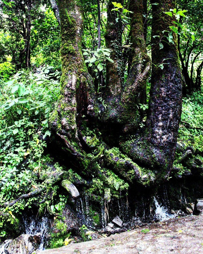 ParveenKaswan's tweet photo. #Forests can be called as Rain Magnets, they are also biggest source of Water. Protect forests for #Sustainable fresh water provisioning. https://t.co/pbeR5KcpES