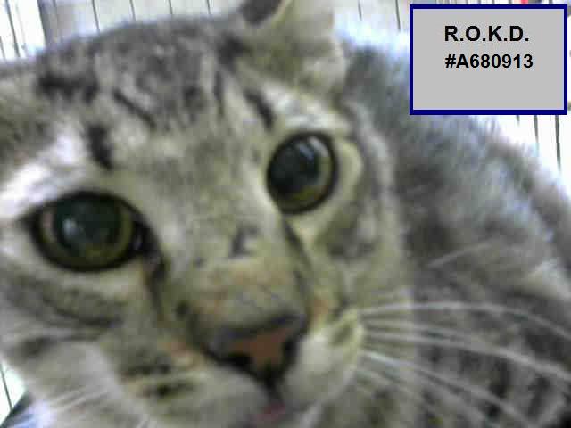 ROKitties's tweet photo. R.O. #A680913 TERRIN HAS TIL 2 PM P/T SUNDAY TO BE RESCUED. Unk Age &amp; Gender Gray tabby DSH.
https://t.co/he9M9yIyq9 https://t.co/oFqADkxmTF