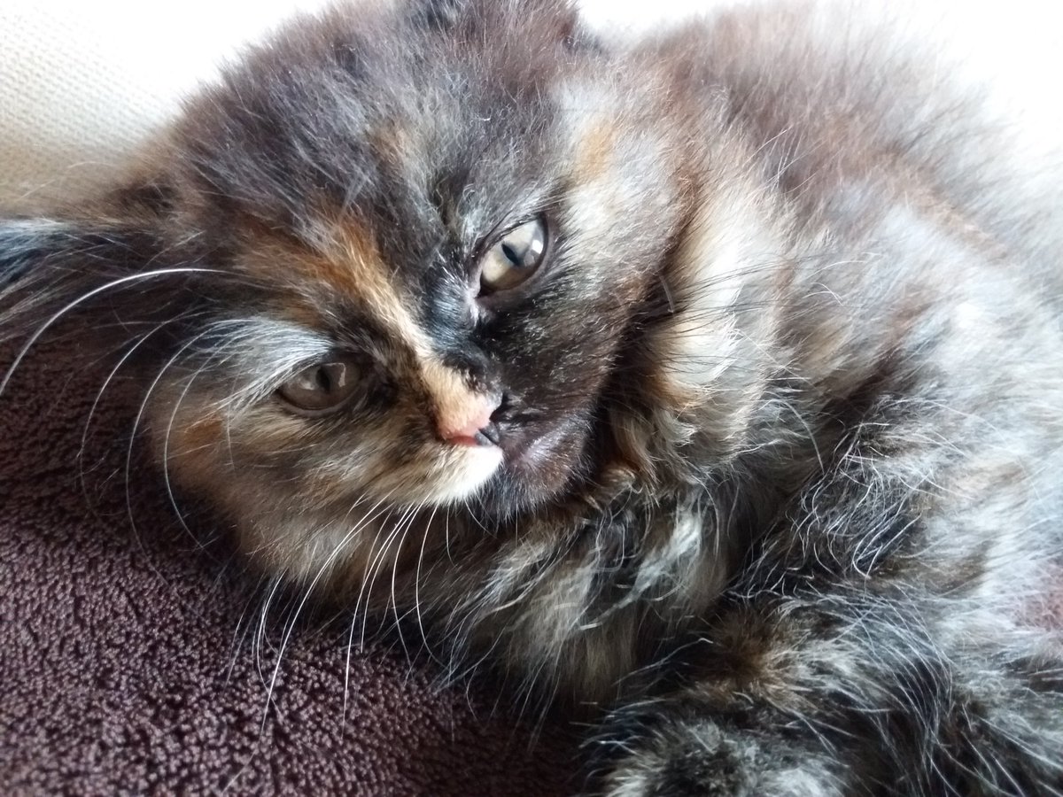 ilvythecat's tweet photo. Guten Morgen, ich bin Ilvy 😺.
Good Morning, I am Ilvy 😺.
#CatsOfTwitter #meow #Katzenbaby #kitten #goodmorning #babykitten #cat #catlovers https://t.co/ot3KM93PWT