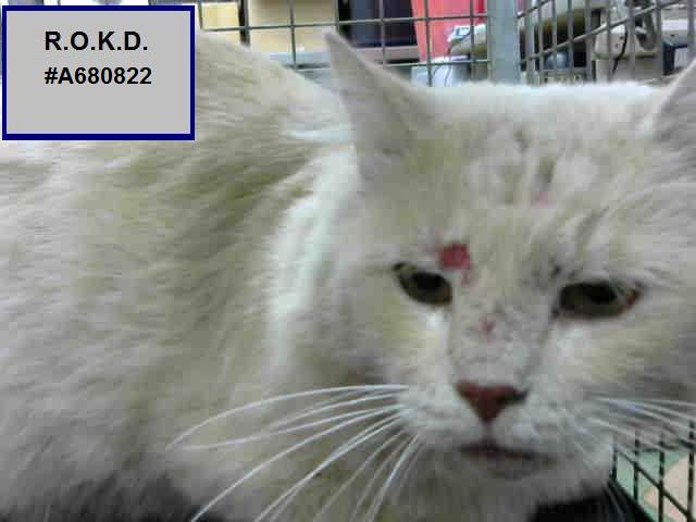 ROKitties's tweet photo. R.O. #A680822 KARL HAS TIL SATURDAY 2 PM P/T TO BE RESCUED. Unk Age &amp; Gender Cream Tabby DMH. 
https://t.co/jRLvOPgDyi … https://t.co/ig7m6rxKbH