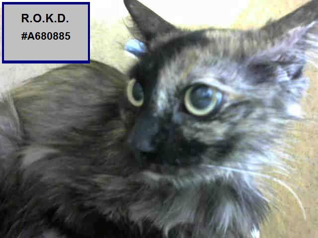 ROKitties's tweet photo. R.O. #A680885 SHARANI HAS TIL SATURDAY 2 PM P/T TO BE RESCUED. Unk Age &amp; Gender Tortie DSH.
https://t.co/Sp0fdGAoJE … https://t.co/qK0TWmjgbz