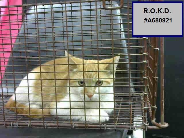 ROKitties's tweet photo. R.O. #A680921 CURTIS HAS TIL 2 PM P/T SUNDAY TO BE RESCUED. 13 Wk Old, Male Orange &amp; White DSH.
https://t.co/hayZIBKikZ https://t.co/FQIu4d1sFu