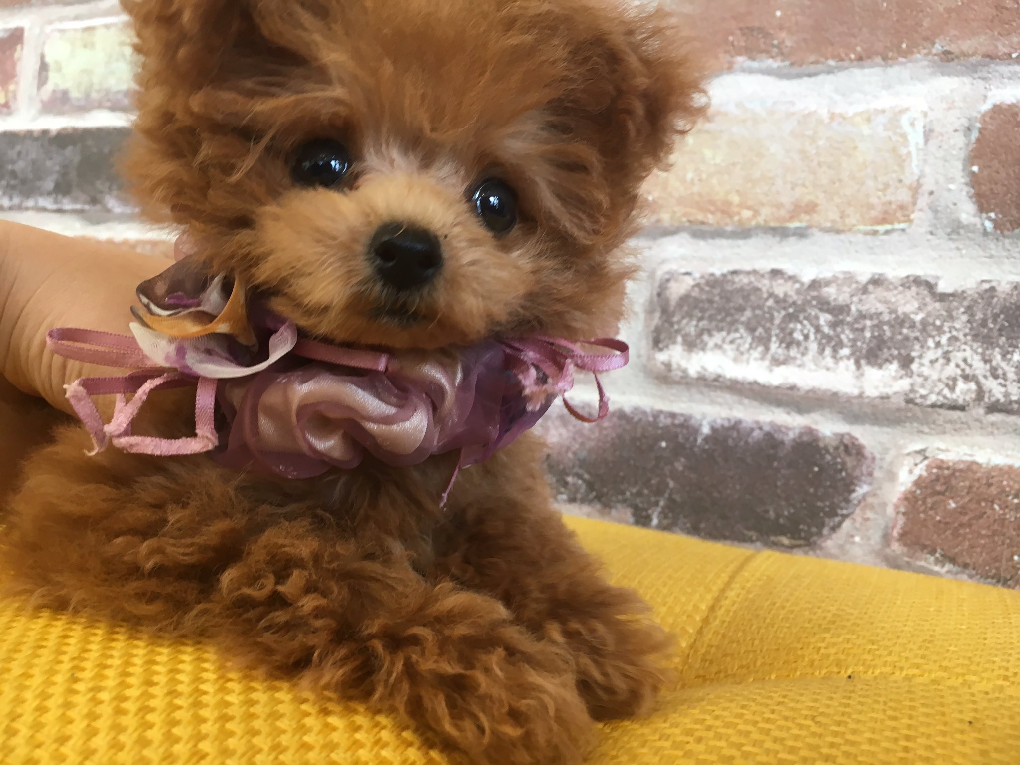 ぱぴぷぺっと東京店 癒し系のタレ目マイペース激かわティーカッププードルちゃん 褒めポイントばかりで肩書きが長くなっちゃいました 笑 5 29生まれでこのサイズです 小さい トイプードル ティーカッププードル タレ目 可愛い 癒し系 ぱぴぷぺっと東京店 癒し系のタレ目マイペース激かわティーカッププードルちゃん 褒めポイントばかりで肩書きが長くなっちゃいました 笑 5 29生まれでこのサイズです 小さい トイプードル ティーカッププードル タレ目 可愛い 癒し系