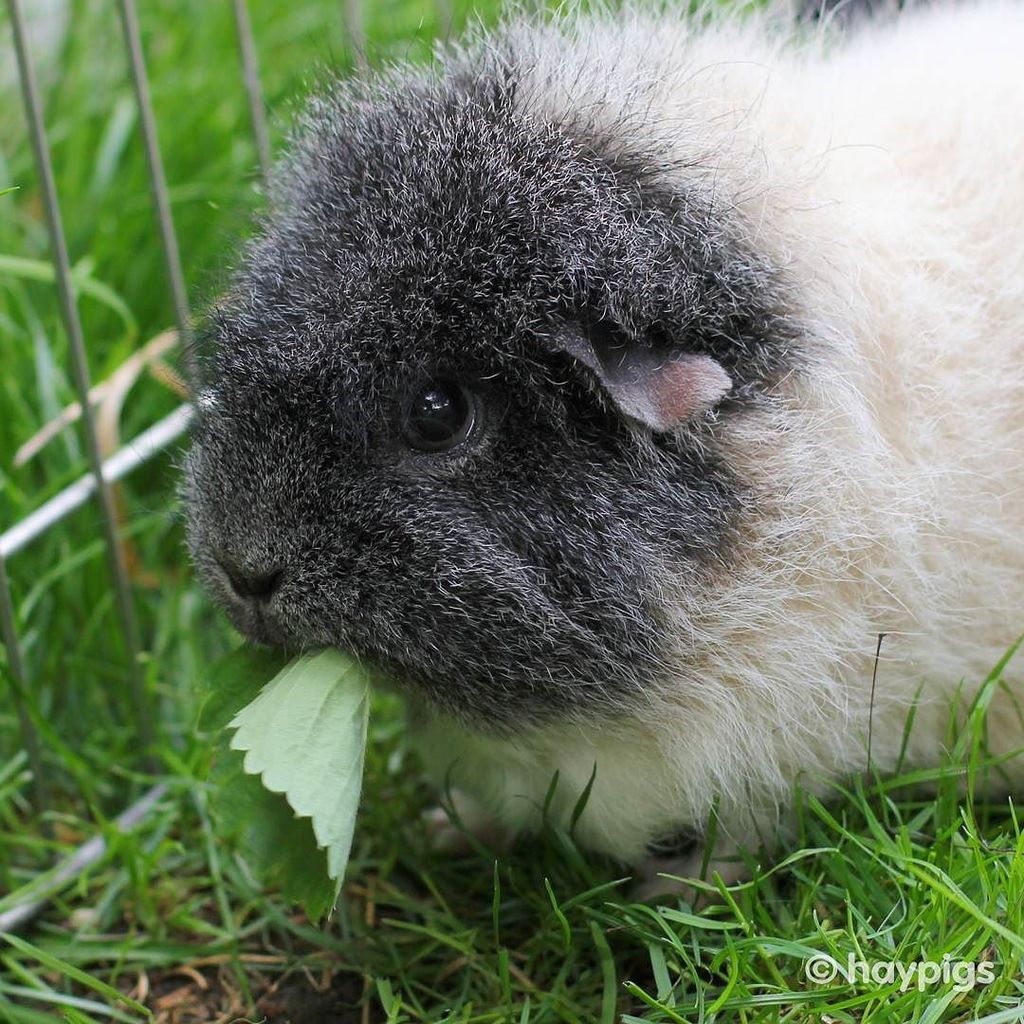 haypigs's tweet photo. Good morning from Xena! 🐹 Have a lovely weekend everybody! Wheek! Wheek! 😘❤ #XenaWarriorPig #Weekend #saturdaymorning #haypigs 🐹🎪 #guineapi… https://t.co/86yvg0VxMn