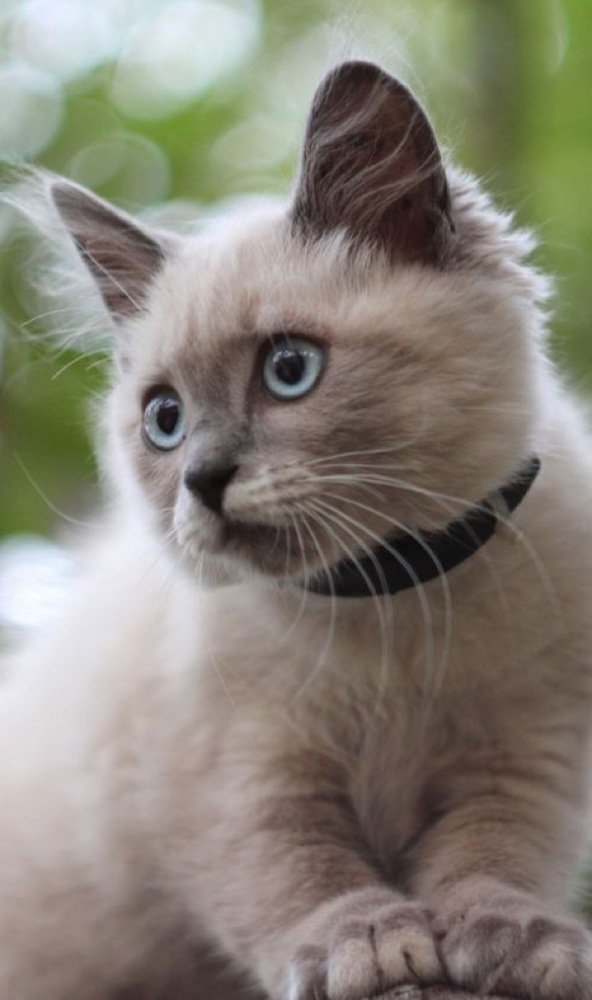 Such an adorable face....