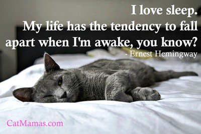 CatMamasDotCom's tweet photo. This quote might almost have come directly from a #cat, don't you think?! #funnycat #sleep https://t.co/u21xxwvEII