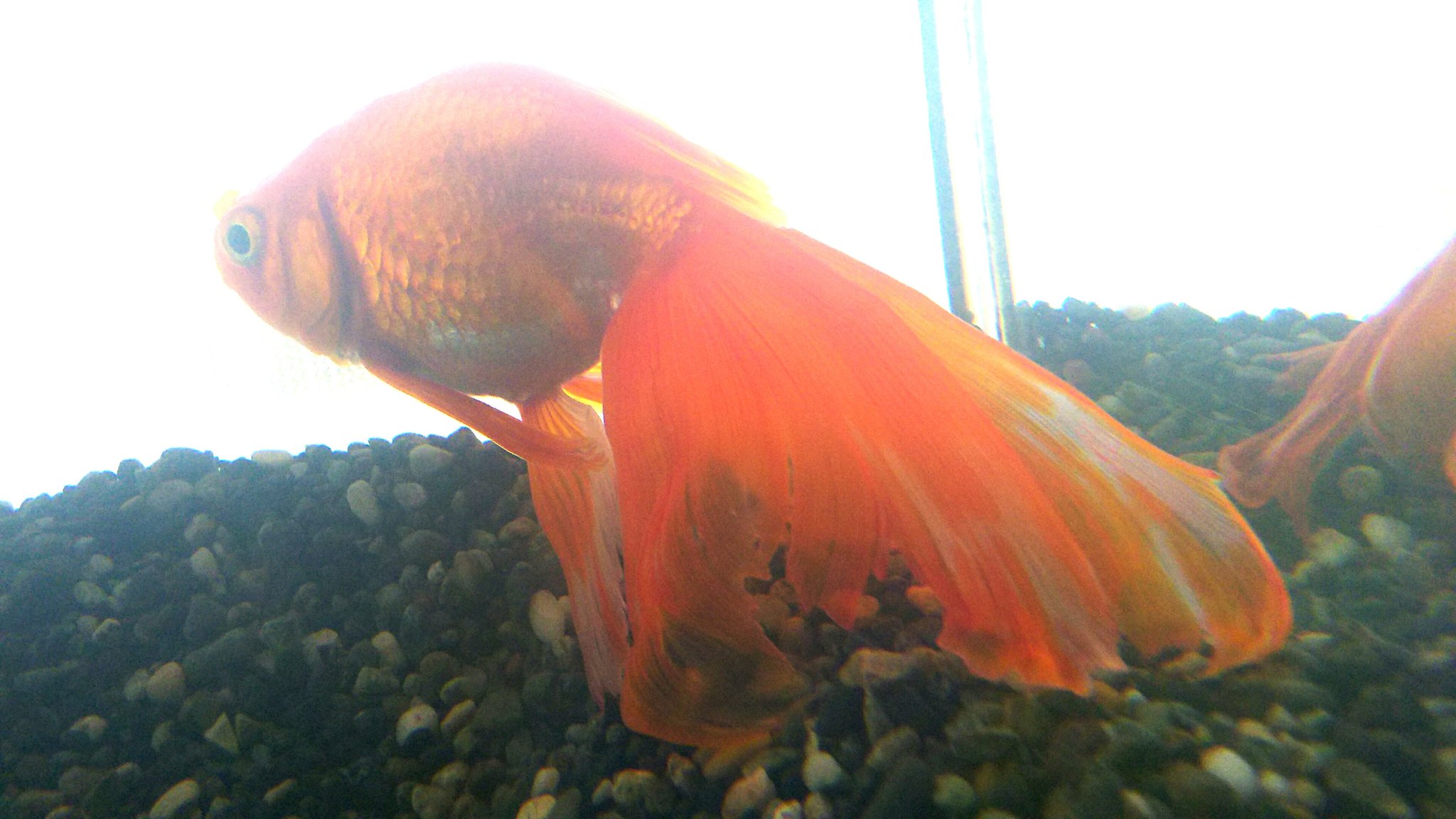 Uzivatel 裕美 Hiromi Na Twitteru かさぶた的なもので真っ黒になっていた金魚 あれから１ヶ月 だいぶ元に戻ってきました 早く治って欲しいなあ しかし 夜なので部屋の中が写り込んでしまった 水槽に額縁が T Co Xjibjreev3 Twitter