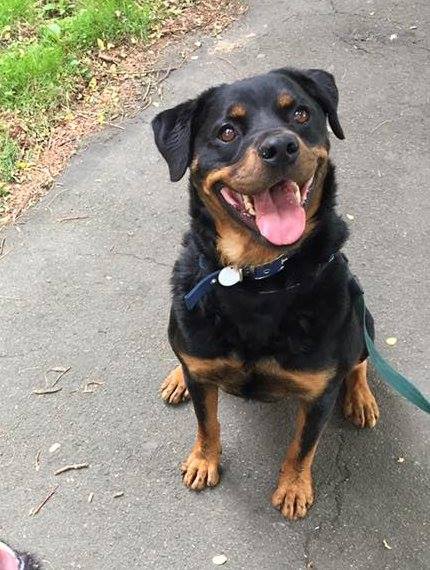 HeathlandsAS's tweet photo. Look at that smile! Cheeky Charlie is looking for his forever home. Want to adopt him? Get in touch. https://t.co/T1Wb7miKuI and please #RT https://t.co/jnaTzJgp6w