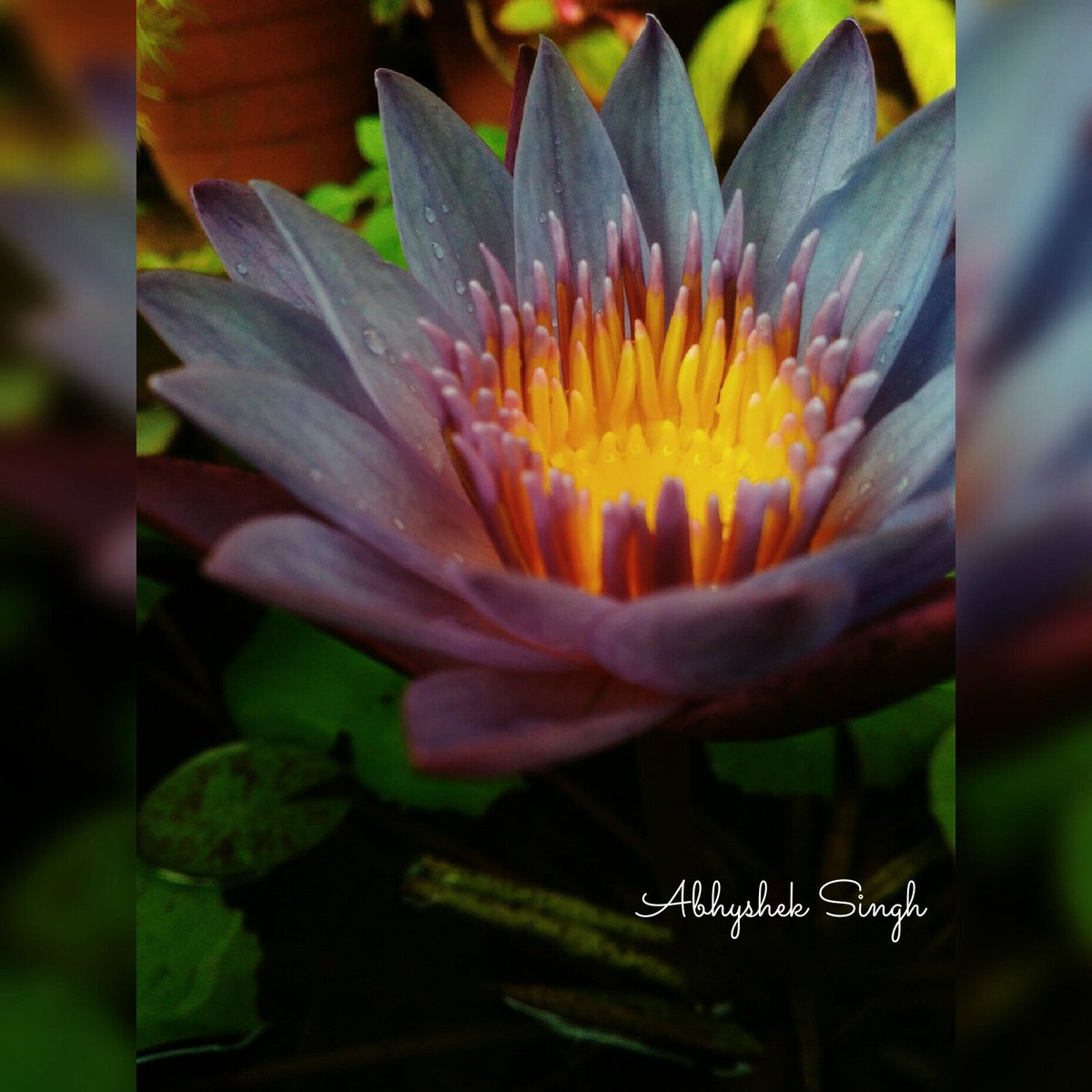 anjaanwrites06's tweet photo. #myfirsttweet #bluelotus #bluewaterlily #blueegyptianwaterlily #photographers https://t.co/XxTGB8Cnmt