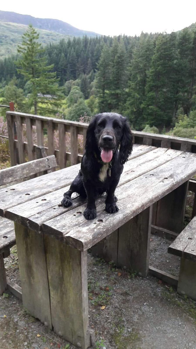 seanpolice's tweet photo. Please share - #Thornbury.... need your help... missing from fields on Morton Way...very friendly... https://t.co/D9RZhTPPnw
